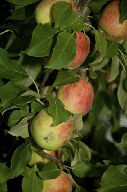 המקום הטוב ביותר לשתילת עצי תפוח הוא אזור עם אדמה עשירה ומנוקזת היטב והרבה שמש