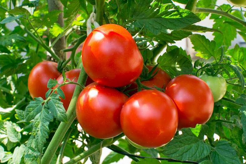אתה לא צריך לגדל עגבניות משלך כדי לחוות את היבול במיטבו