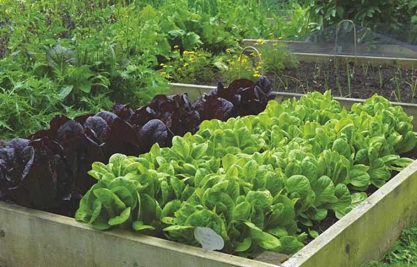 מגדלים טיפים והמלצות לירקות הפופולאריים ביותר לגידול בגן ירק ביתי