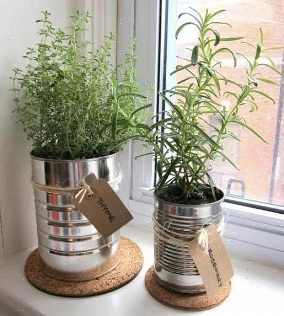 מה שאתה צריך לדעת כדי לפתוח גן מכולות כיצד לגדל צמחים בדירות