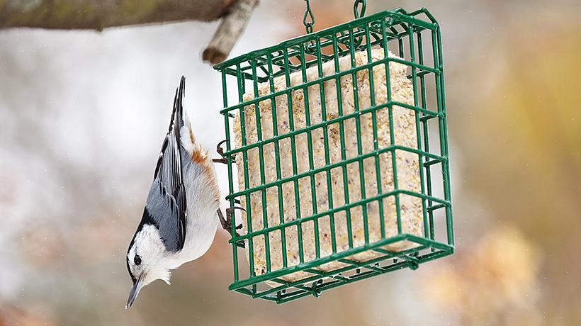 סוויט הוא אוכל פופולרי עבור ציפורים רבות בחצר האחורית