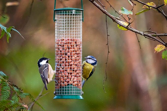 משיכת ציפורים מעודדת אותם לנצל את מקור המזון הטבעי הזה
