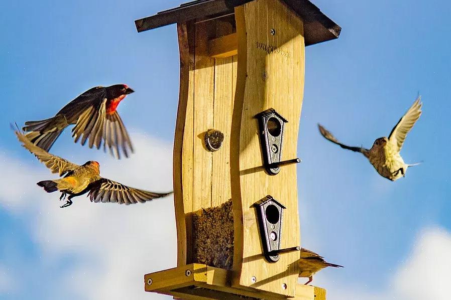 מזינים פתוחים עם מגשים או מוטות ימשכו מגוון הגון של ציפורים