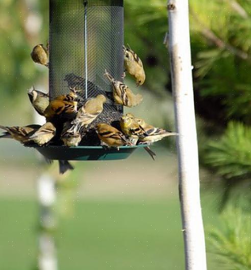 הצעת מגוון מאכלים מזינים היא הדרך הטובה ביותר למשוך ציפורים מאכילות בכל עונה