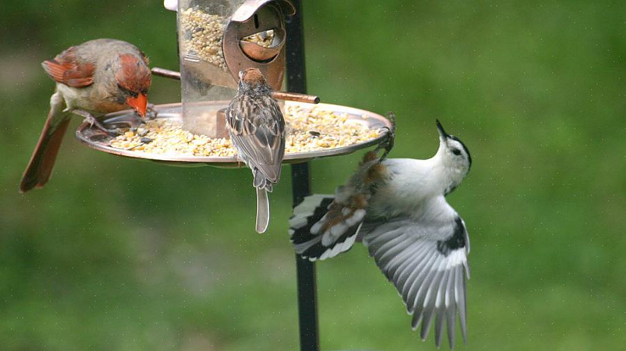 ההבנה מדוע לא תמיד מאכילים ציפורים יכולה לסייע לצפרים לתכנן טוב יותר לבחור במקורות מזון טבעיים שיפתחו אפילו