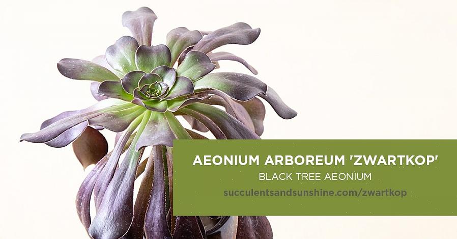 כמה זני Aeonium הם בעלי גידול נמוך ומקבלים גובה של כמה סנטימטרים בלבד