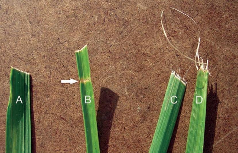 כיצד לחדד להבי מכסחת דשא בעזרת חיבור מקדחה