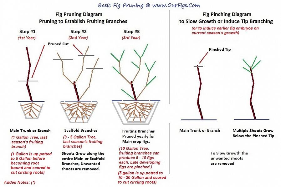 יש הוראות גיזום ספציפיות שיש לעקוב לגידול עצי תאנה במהלך השנים הראשונות שלהם
