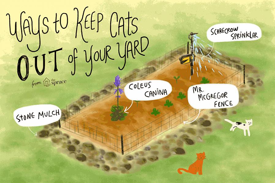 ניתן להרתיע חתולים מלחפור במיטות הגן שלך או להתעסק ברגל סביב הנכס שלך על ידי שימוש בכמה טקטיקות או מוצרים