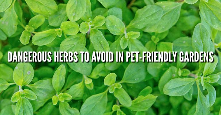 הרשימה הבאה של צמחים רעילים לכלבים אינה רשימה מלאה וממצה