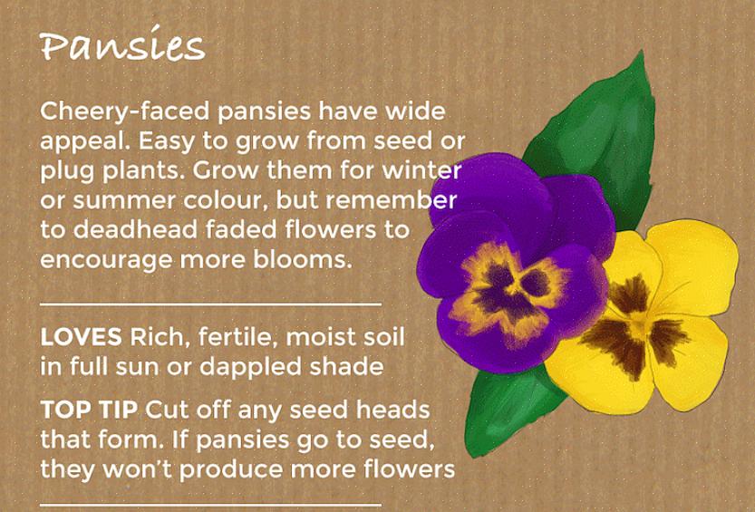 אוספים את תרמילי הזרעים החומים בסוף העונה לשתילה בגינתכם בשנה הבאה