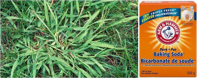 קוטלי עשבים לפני צמיחה (המכונים גם "מונעי סרטנים") מגיעים בצורה גרגרית או בצורה נוזלית והורגים שתילי סרטנים