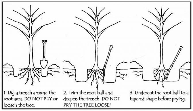 העריך את רוחב ועומק כדור השורש (שורשים בתוספת אדמה) על ידי חפירה חקרנית סביב הצמח