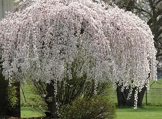 עצי דובדבן בוכים (Prunus spp.) חייבים להיכלל בכל רשימת הדגימות הטובות ביותר