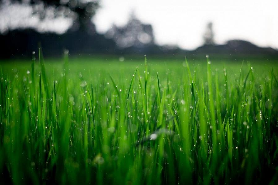 כיסוח דשא הוא אחד מאותם כישורים שרבים מדמיינים שקל מכדי לדרוש הוראות