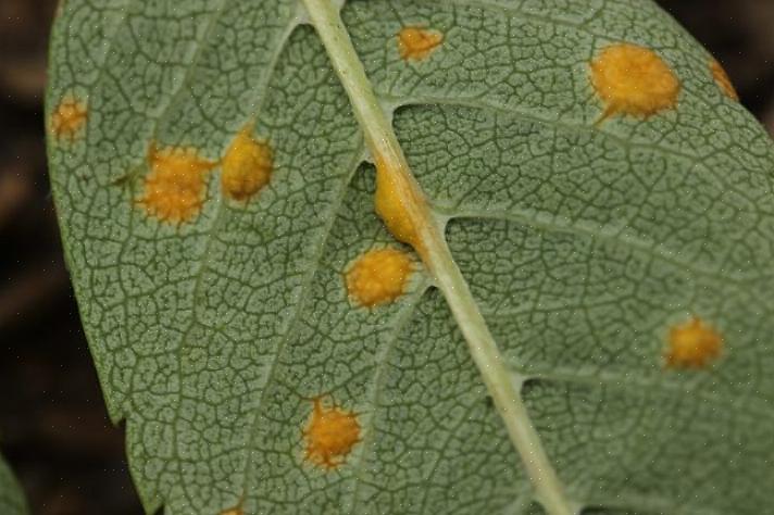 ישנם מינים רבים של מחלת פטריית החלודה המשפיעים על צמחים ופרחים ספציפיים למארח