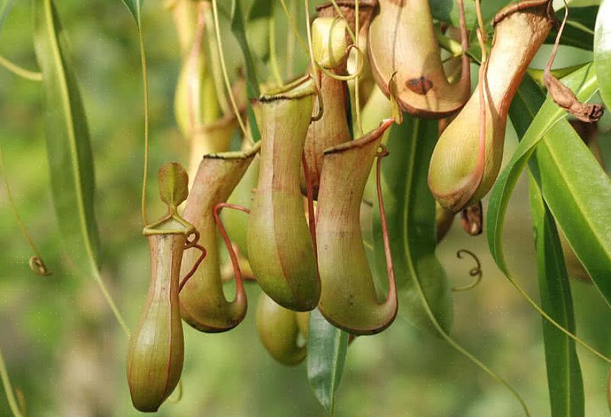 פיטר ד'אמאטו דן בסוגים שונים של צמחי קנקנים ארוכים בגן הפרא