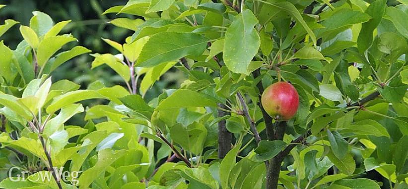 עצי פרי זקוקים לשמש מלאה ולא יישאו פרי רב אם הם נמצאים בצל