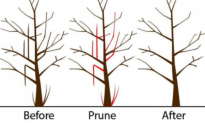 עצי אפרסק גוזמים לצורת "V" או אגרטל פתוחה