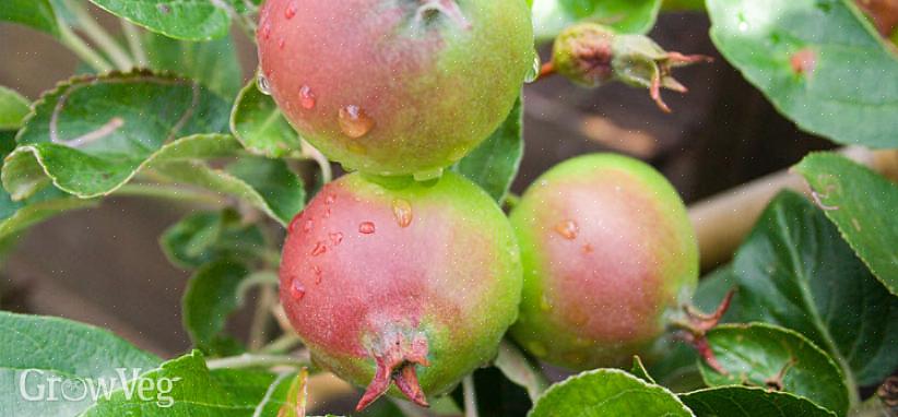 טיפת פרי יוני - הנטייה הטבעית של עצי פרי להשיל מעט פרי לא בוגר לאחר הפריחה - מגנה על בריאות היבול