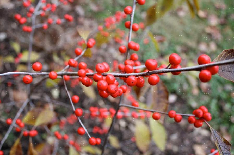 Winterberry (Ilex verticillata) הוא יליד מזרח קנדה וכל המחצית המזרחית של אירופה