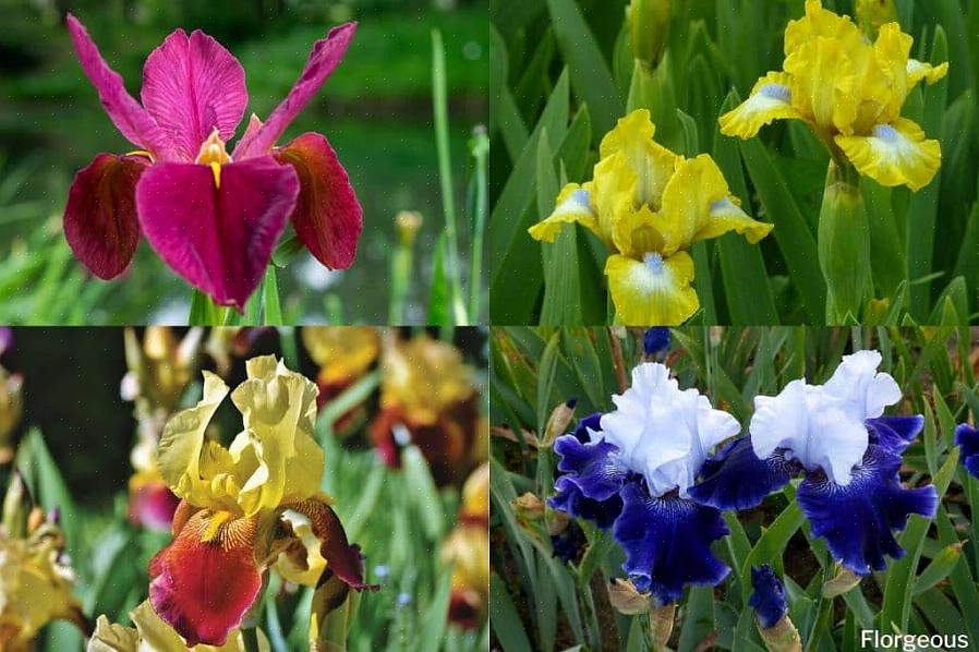 הטקסונומיה של הצמחים מסווגת את הגמד הזה כ- Iris reticulata