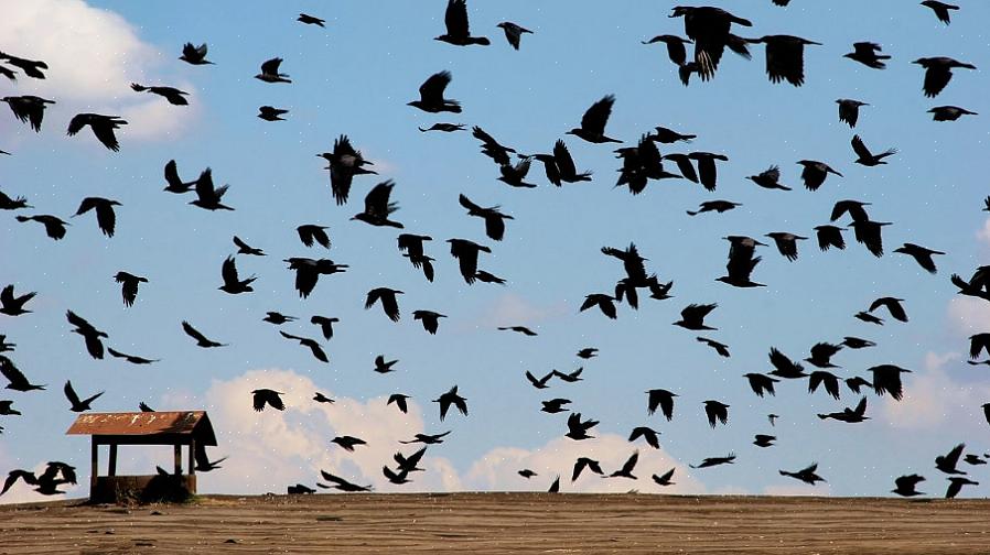חיסכון באנרגיה ציפורים שאינן נודדות אינן צריכות להוציא כמויות אדירות של אנרגיה בכדי לנסוע