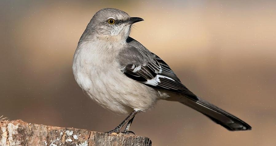עופות הלעג הצפוניים הם בדרך כלל תושבים בכל ימות השנה ומסוגלים להסתגל לשינויים עונתיים אופייניים