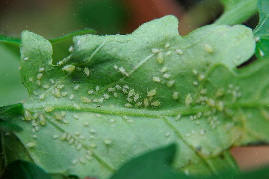חרקים מעצבנים אלה אינם רק הפתעה מגעילה עבור בעלי הצמחים