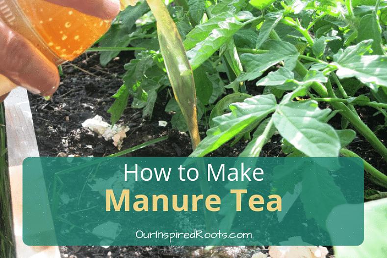 דלל את תה הזבל שלך לפני שתשתמש בו על צמחי הגינה שלך