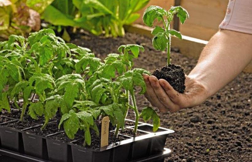 תוכלו לשתול זרעים או לרכוש שתילים ממרכז הגן המקומי שלכם