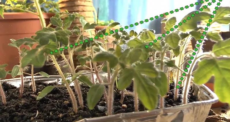 התקן אורות לגידול צמחים וגדל את צמחי העגבניות מתחת לאורות