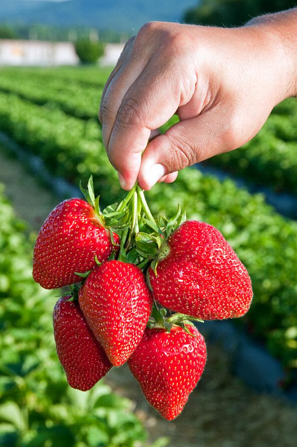 למה לגדל תותים אורגניים
