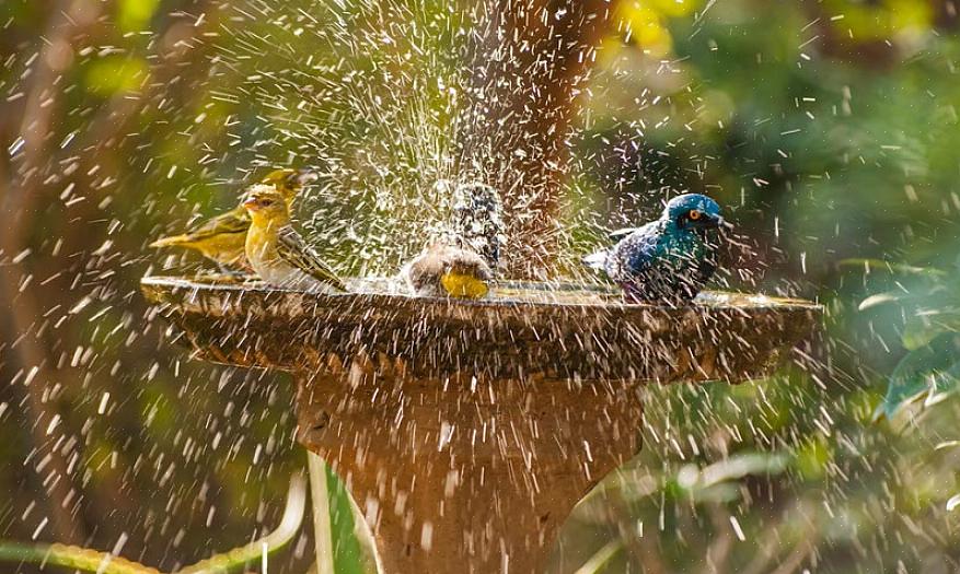 אמבט ציפורים מחומם חסון הוא הבחירה הטובה ביותר