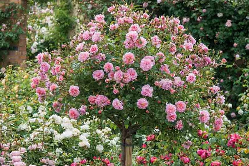 צמחי לוויה דוחים מזיקים בגינה ומושכים חרקים מועילים צמחים שנראים טוב עם ורדים