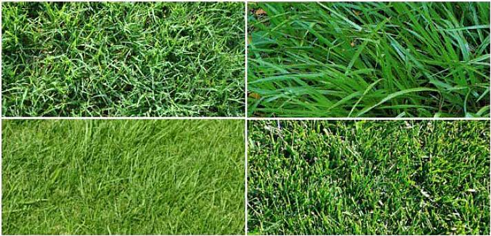 היתרונות של דשא זויסיה כוללים את הדברים הבאים
