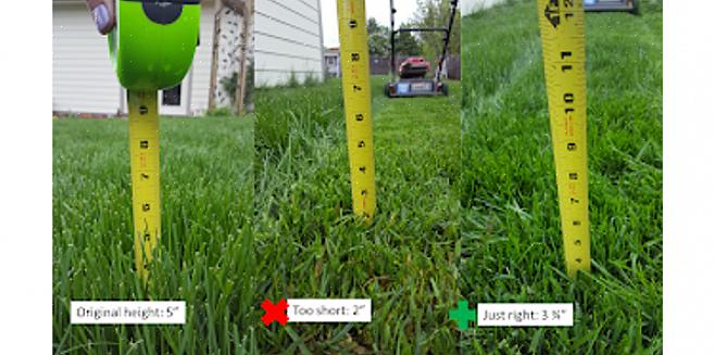יש כלל אצבע כללי לקביעת גובה הדשא על הדשא שלך