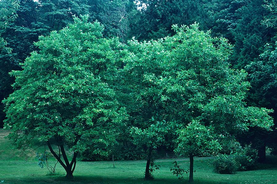 המגנוליה המתוקה (Magnolia virginiana) היא עץ פורח או שיח שיכול להיות ירוק עד או נשיר בהתאם לאזור USDA בו