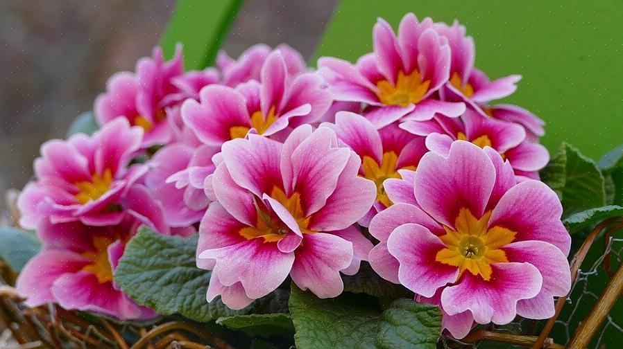פרימרוז הם פרחי חורש המגיעים בצבעים עזים שאינכם יכולים לצפות מפרחים רב שנתיים פורחים באביב