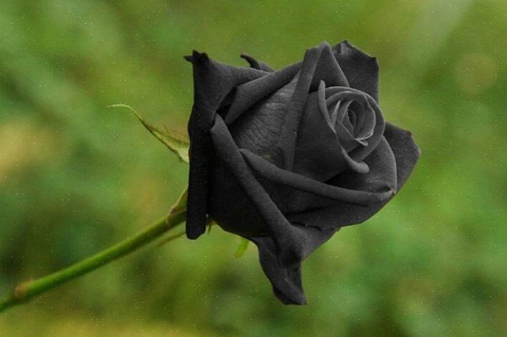 מה פירושם של ורדים שחורים