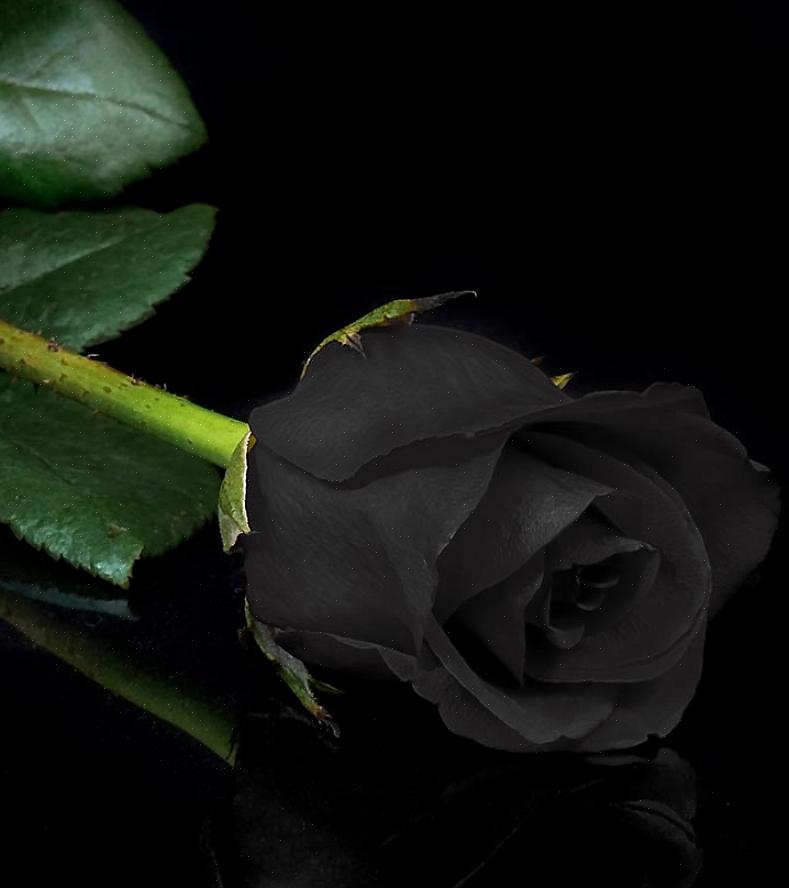 מה פירושם של ורדים שחורים במונחים של סמליות פרחים