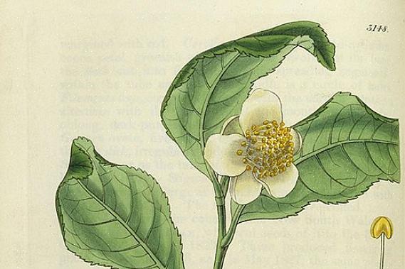 Camellia sinensis (או צמח תה) משמש להכנת תה קפאין מסורתי ביותר