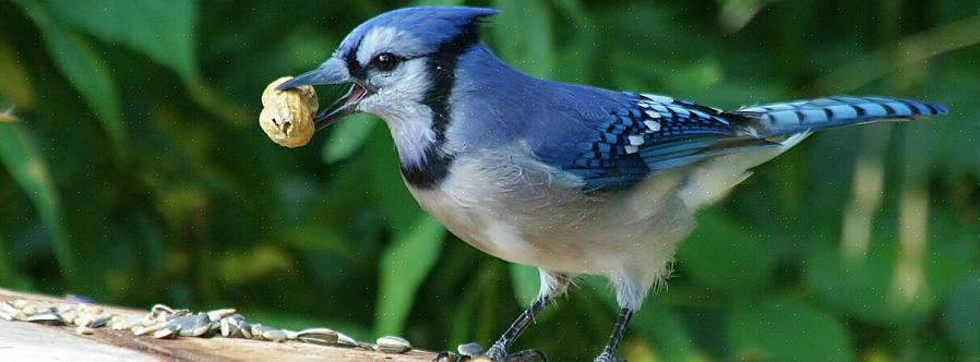 ג'ייז כחול נמשך גם למים ויבקר לעתים קרובות במרחצאות ציפורים לשתייה ורחצה