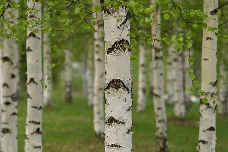 עצי ליבנה מנייר מספקים מופע לאורך כל השנה עם העלים הירוקים שלהם מנוגדים בצורה נחרצת כנגד קליפתם הלבנה
