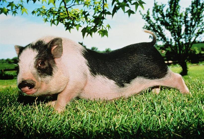 אך בתחילה חזירי תינוקות רבים (הנקראים חזירונים) לרוב אינם אוהבים שיחזיקו אותם או יגעו בהם