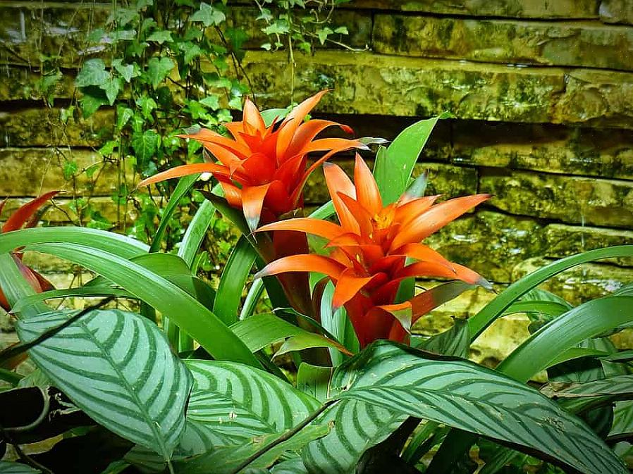 חקור 12 צמחים פורחים פופולריים שיעזרו לך לאהוב את הגינה שלך שוב כאשר הטמפרטורות עולות