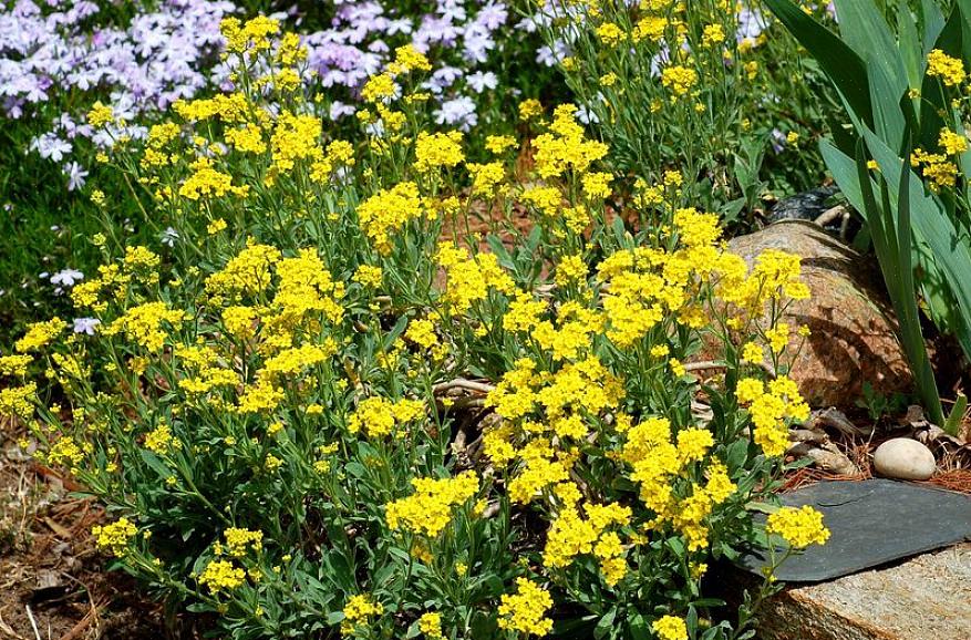 פרחי עליסום צהובים גדלים בדרך כלל במחלקת החקלאות באירופה (USDA) אזורי קשיות הצמחים 3 עד 7