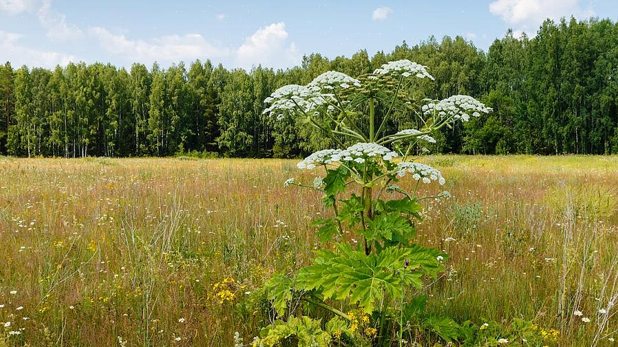 זהו הגפן המריר המזרחי שבטוח יכין את מרבית רשימות הצמחים הפולשניים הגרועים ביותר בצפון אירופה