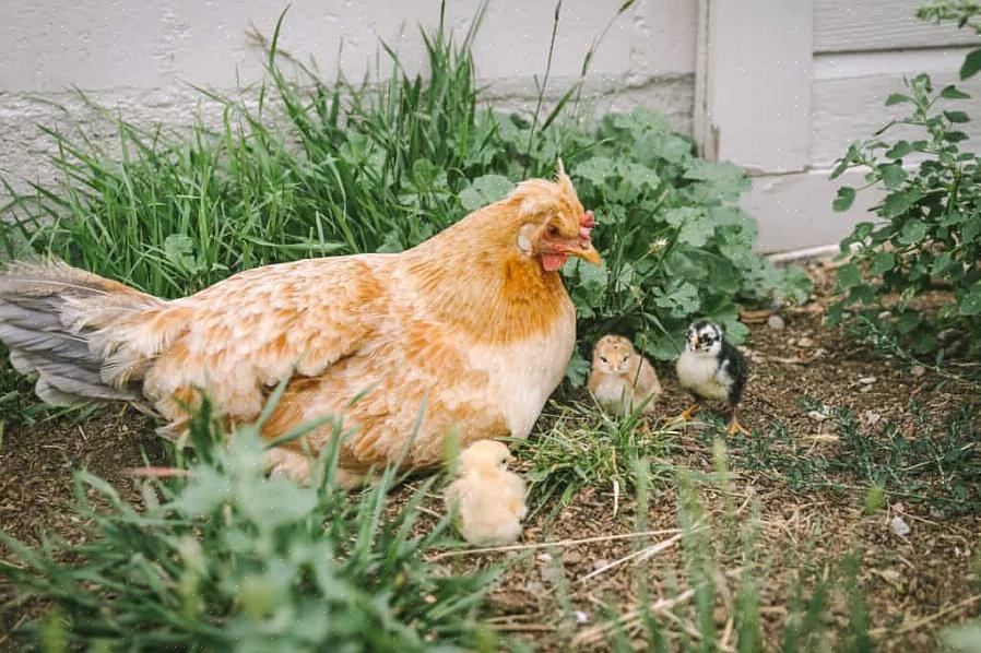 תרנגול עשוי לספק בדיוק את רמת ההגנה על הטורף שאתה צריך