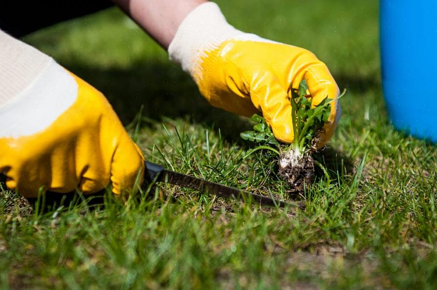 אחת הדרכים שאנשים משתמשים בהם לפעמים להיפטר מדשא היא לכסות אותו בפלסטיק שקוף
